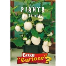 Pianta delle Uova – Solanum melongena 1