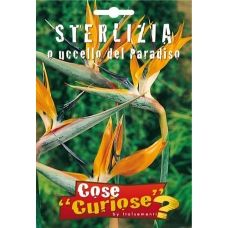Sterlizia – Strelitzia reginae Aiton 1